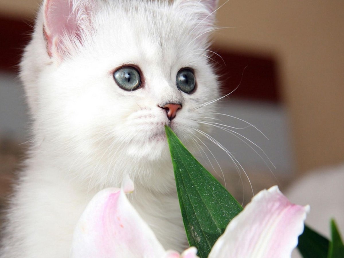 Очень красивые котики