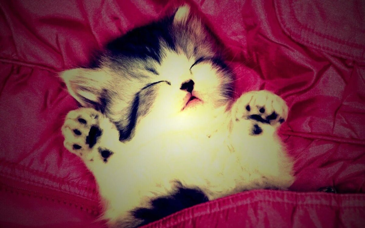 Самые милые кошки