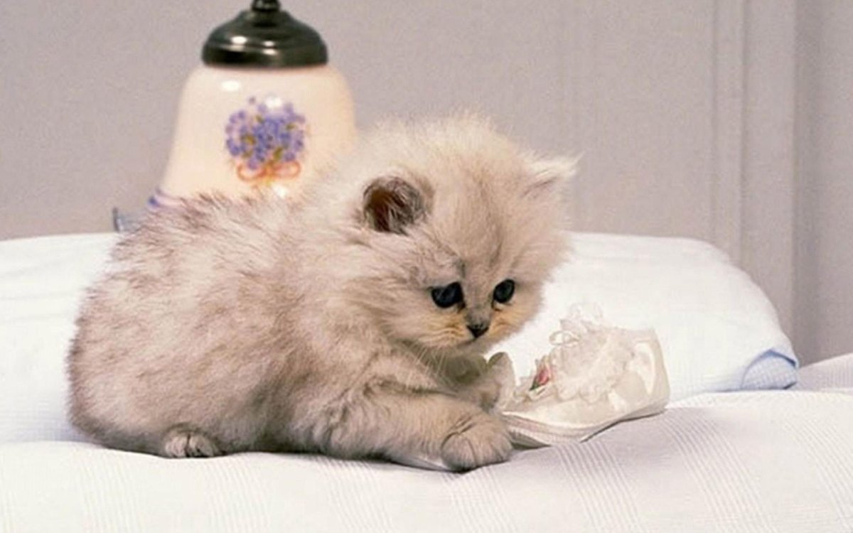 Милый пушистый кот