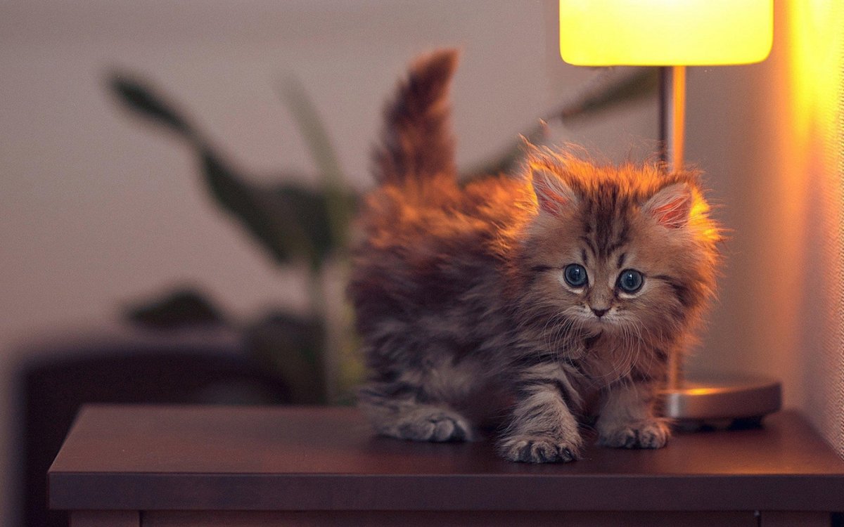 Пушистые котята