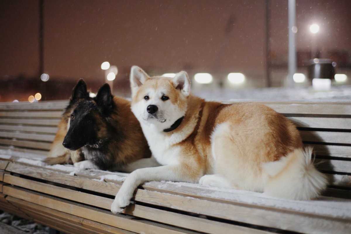 Щенок корги и акиты