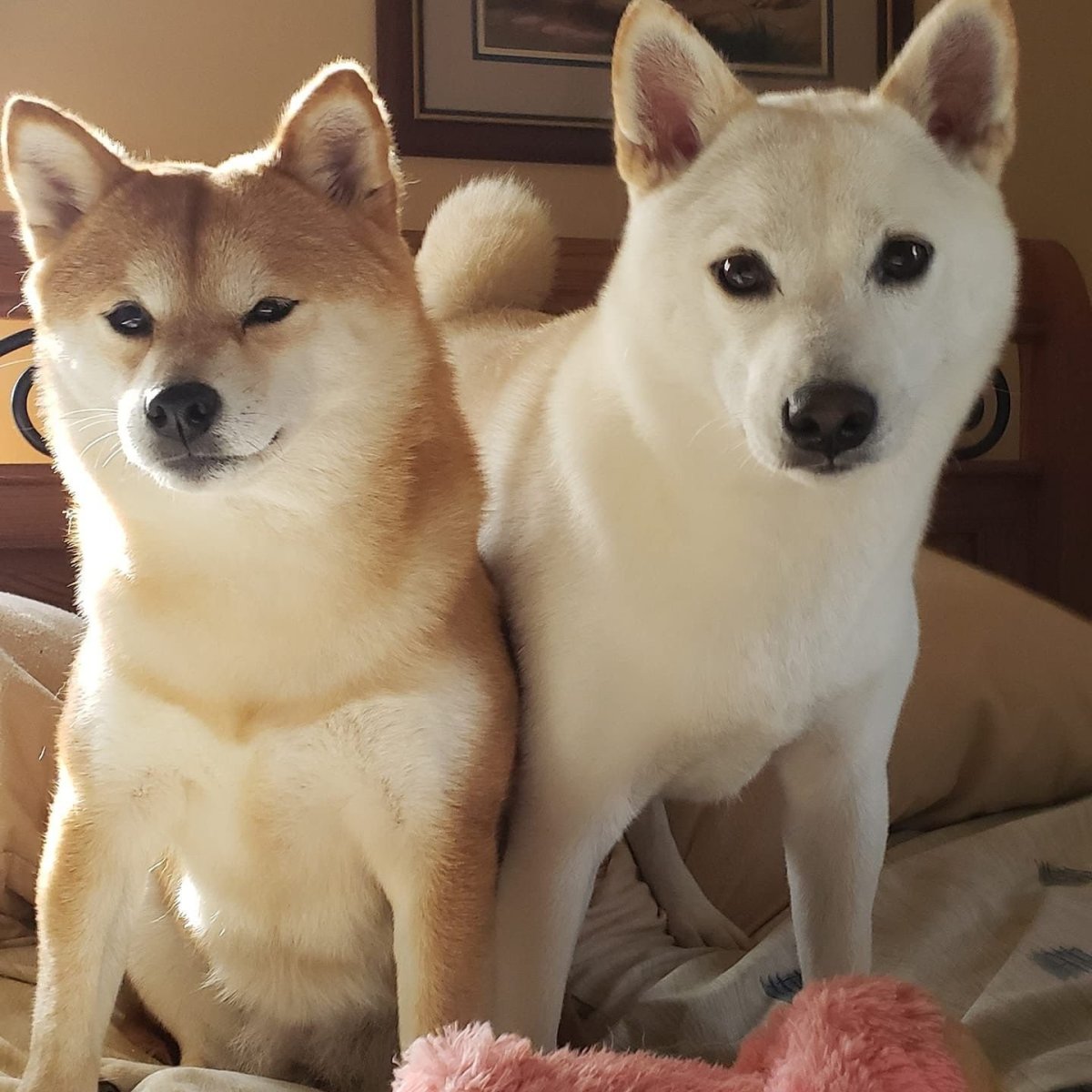 Метис сиба ину и хаски