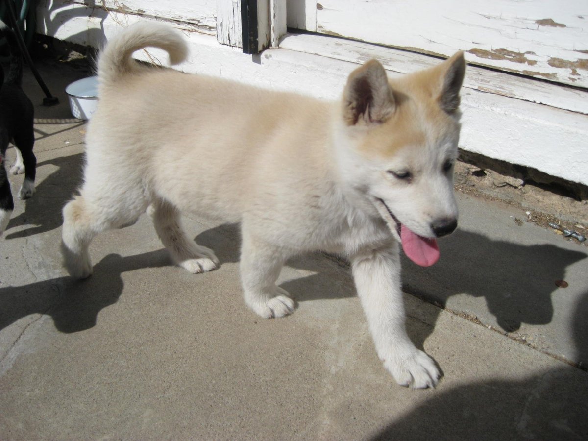 Помесь акиты и хаски