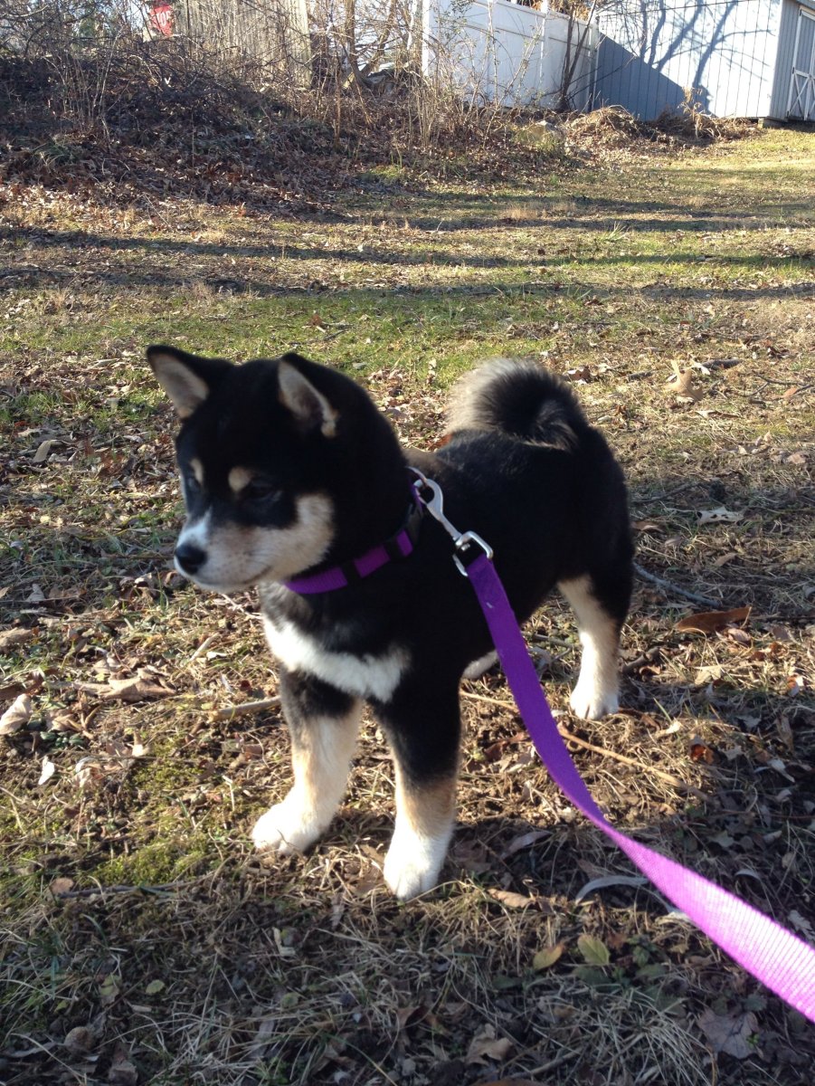 Акита и лабрадор