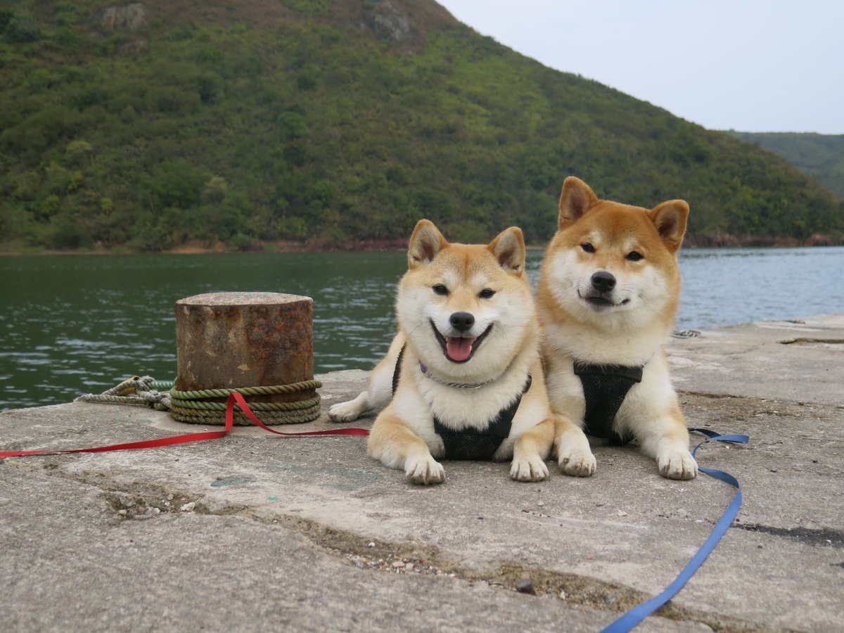 Корги и Акита ину