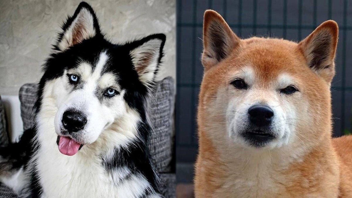 Хаски и Акита ину