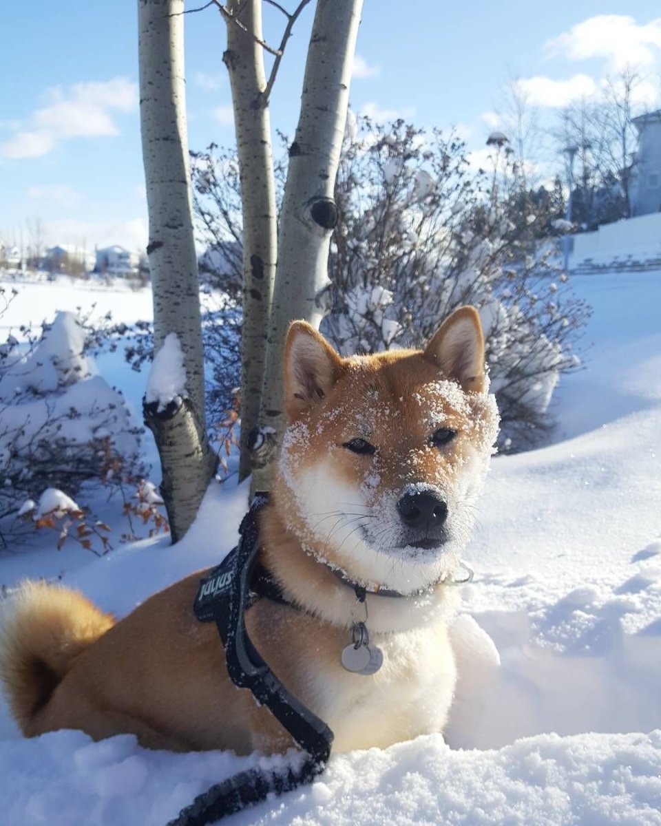 Метис Акита ину и хаски