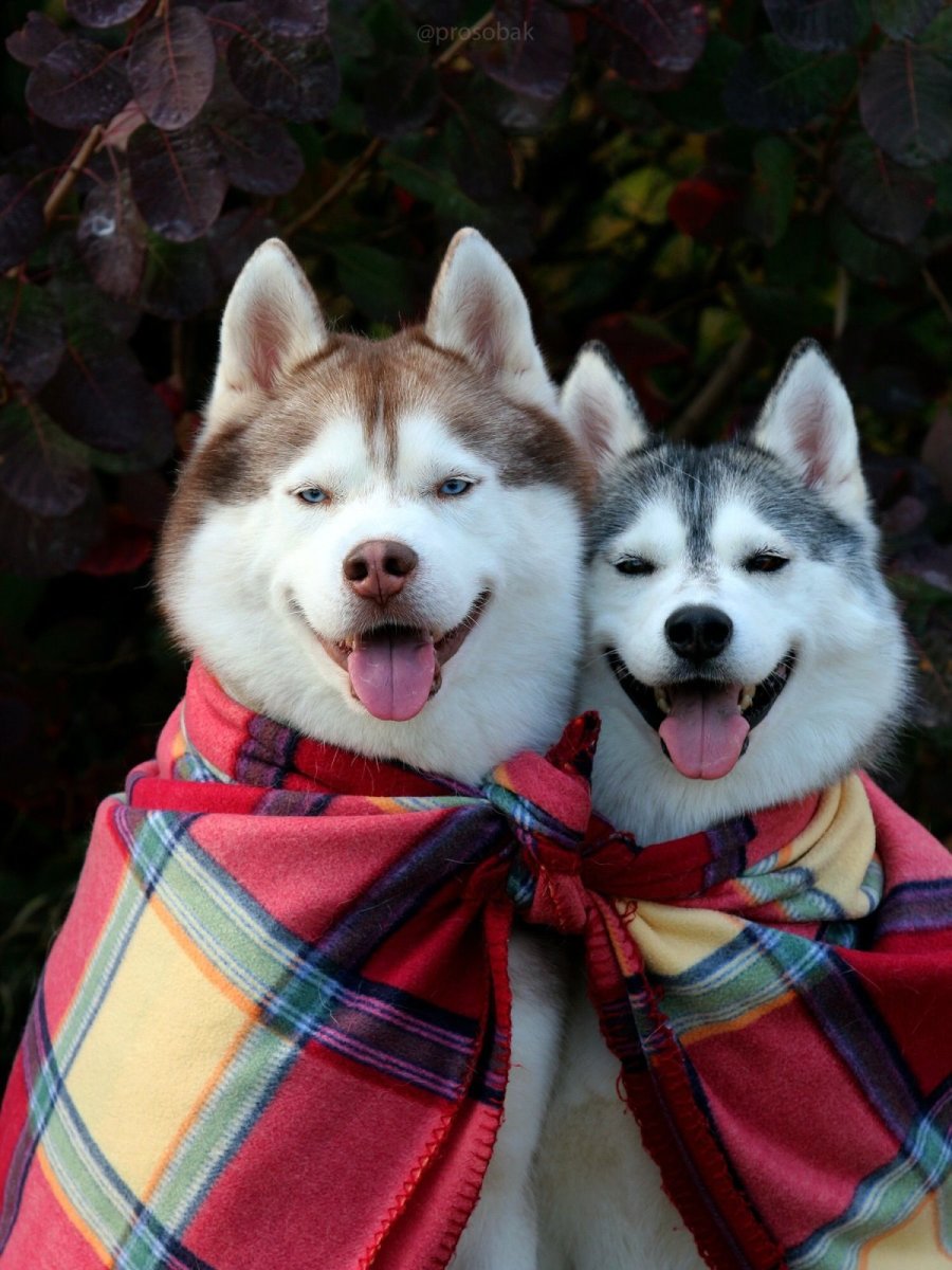 Самоед или Акита ину