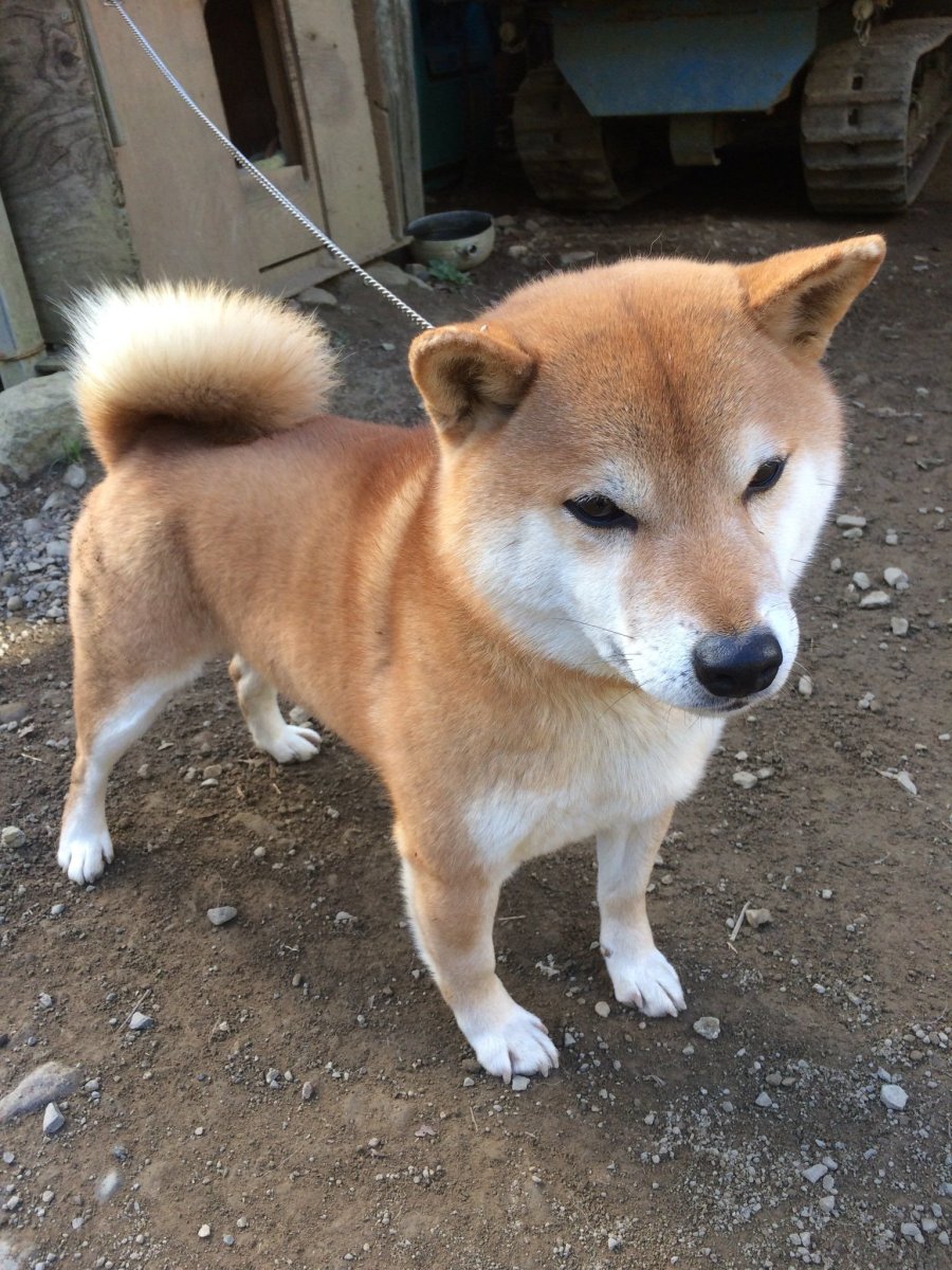 Смесь Акита ину и хаски