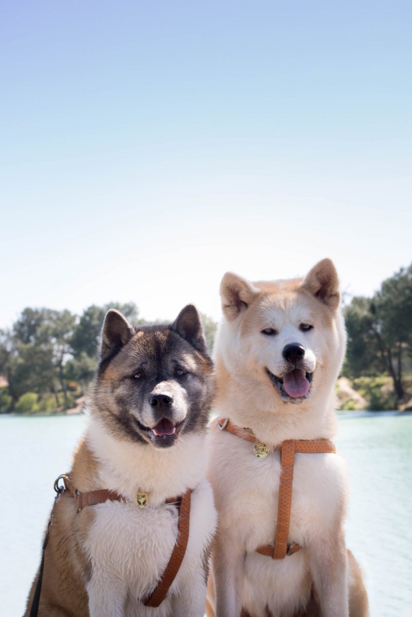 Хаски Акита метис рыжая