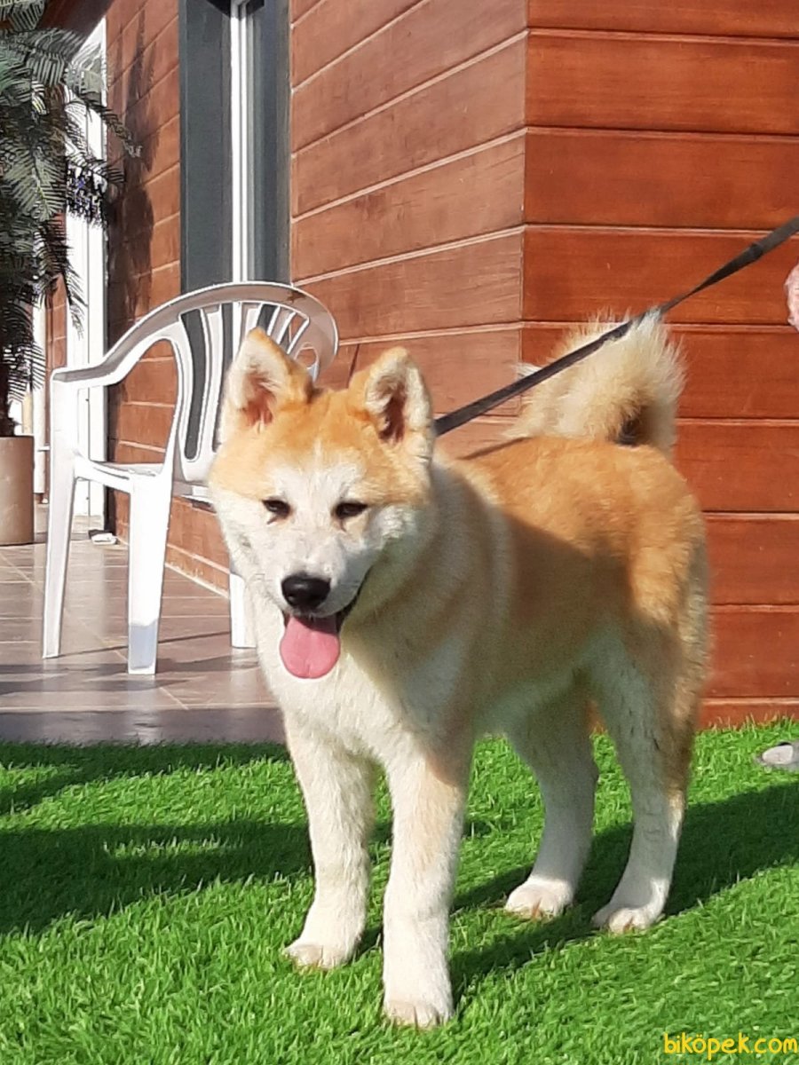 Метис Акита ину