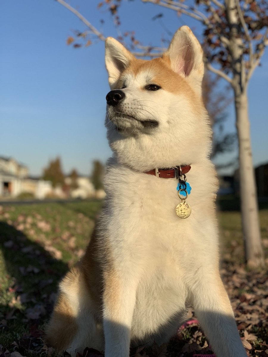 Хаски и Акита ину