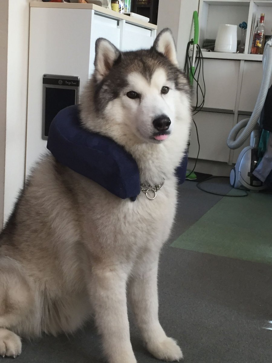 Хаски и Акита ину