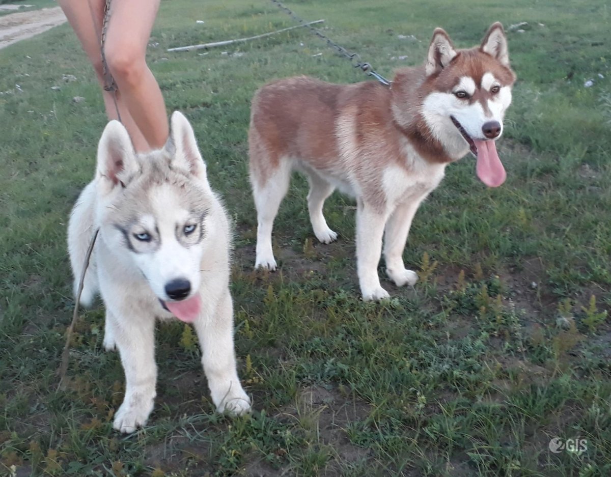Метис Акита ину и хаски