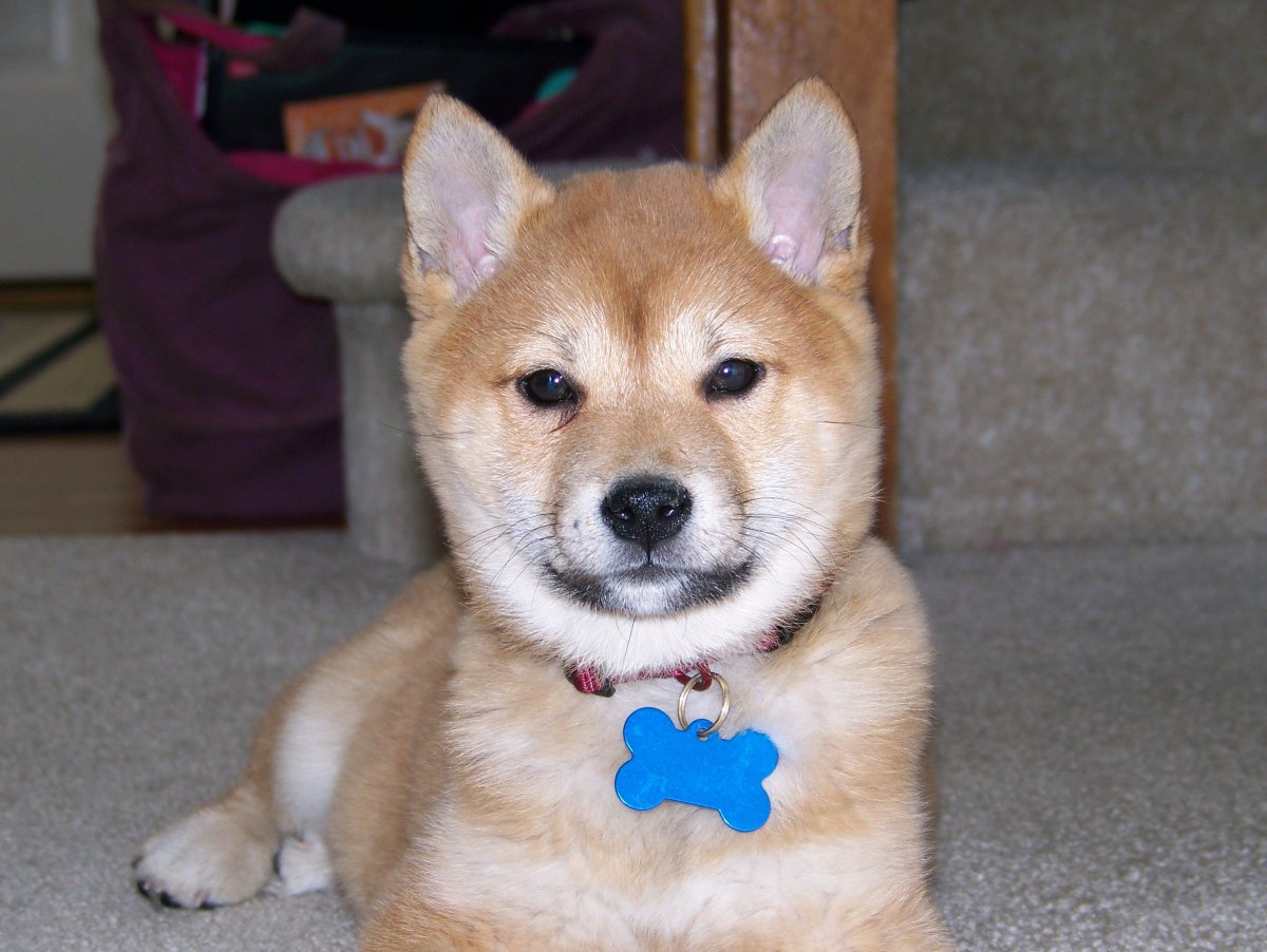 Метис сиба ину