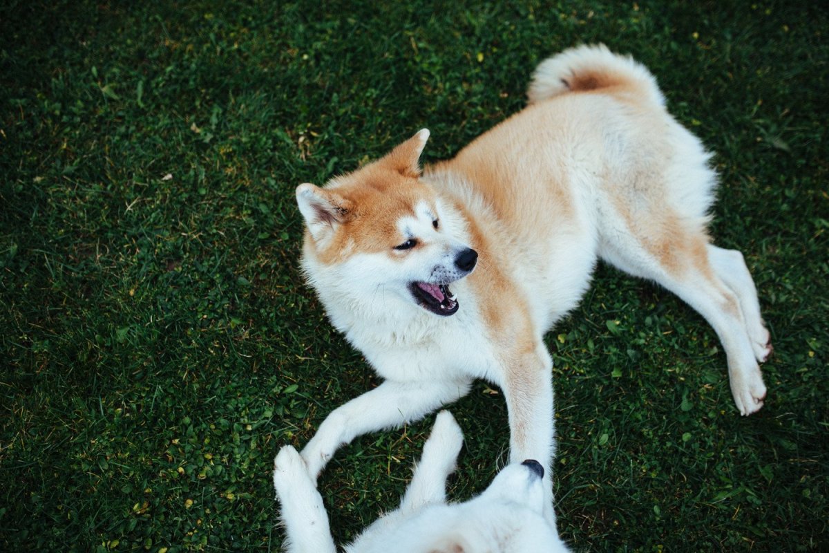 Акита ину серая