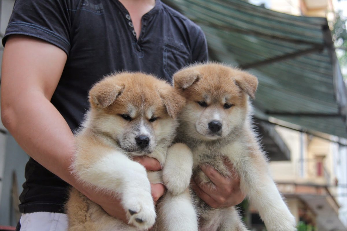 Помесь сиба ину