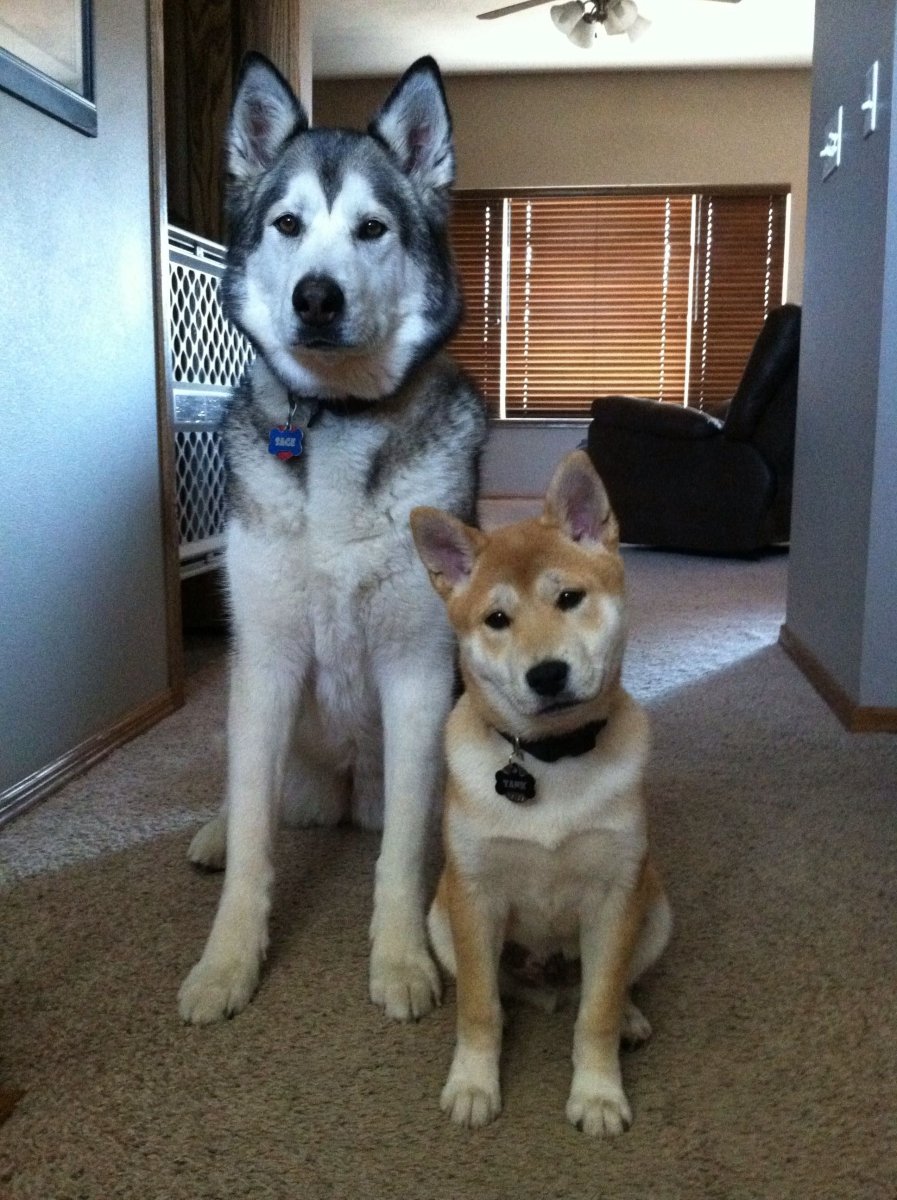 Сиба ину и хаски