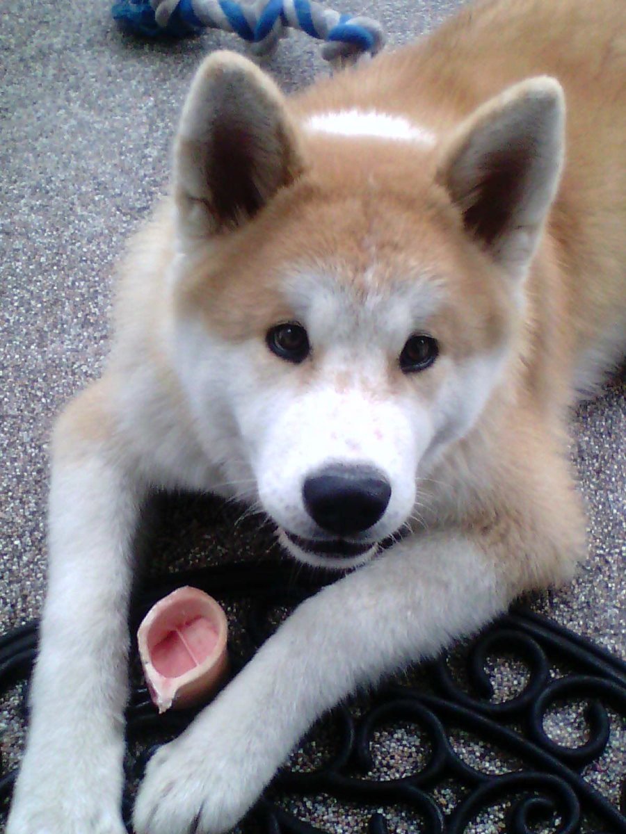 Метис Акита ину