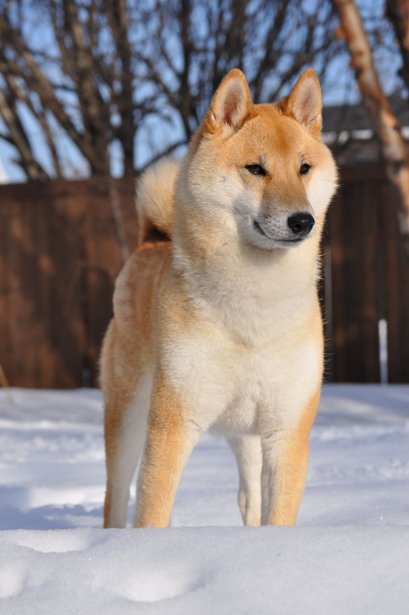 Американский сиба ину