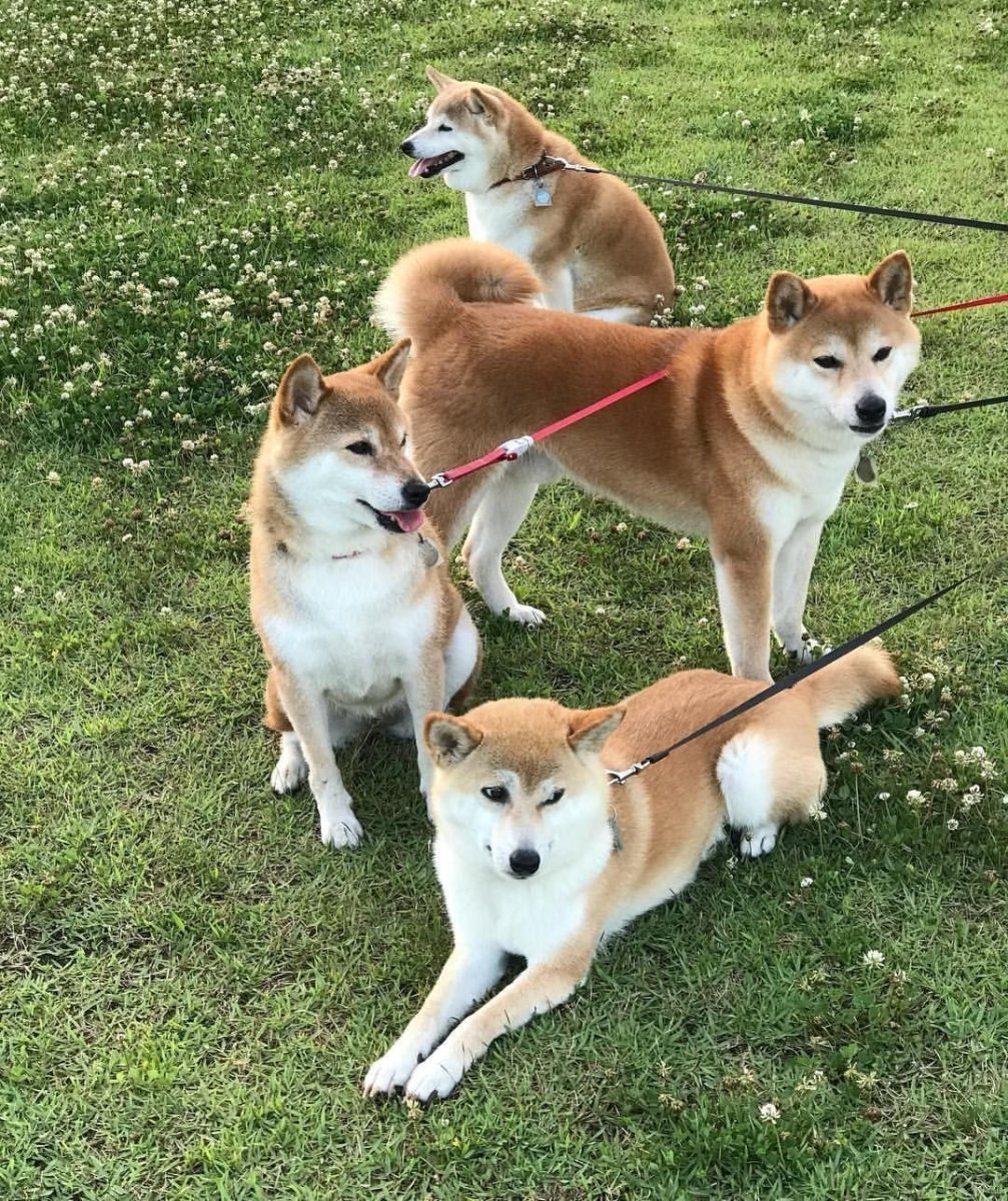 Акита ину осень