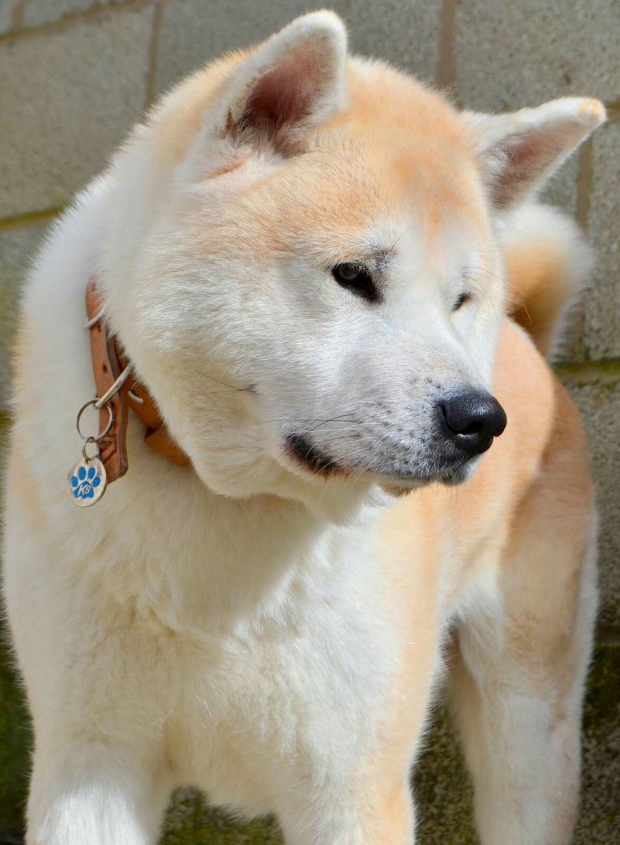 Метис Акита ину и сиба ину