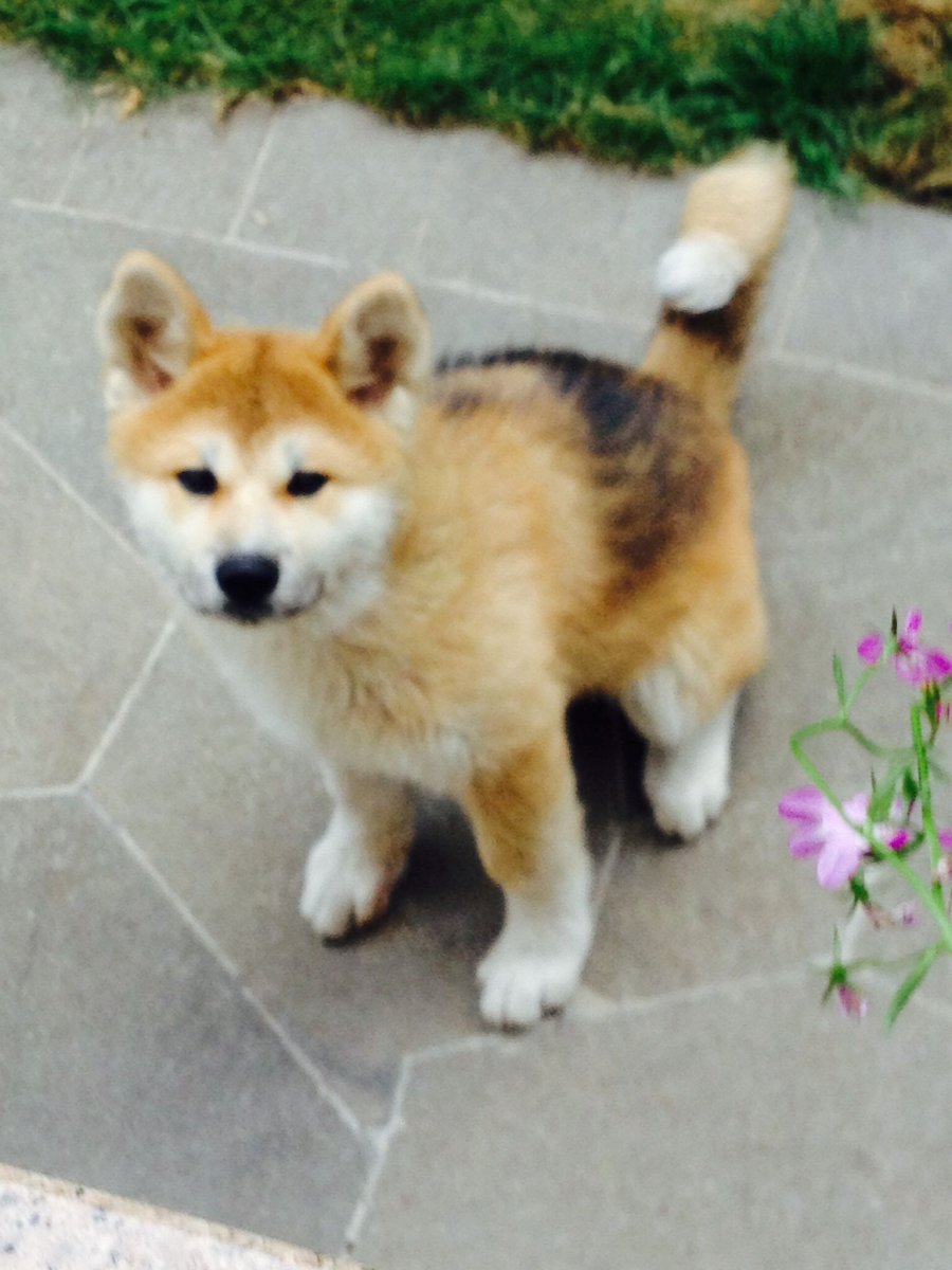 Маламут и Акита ину