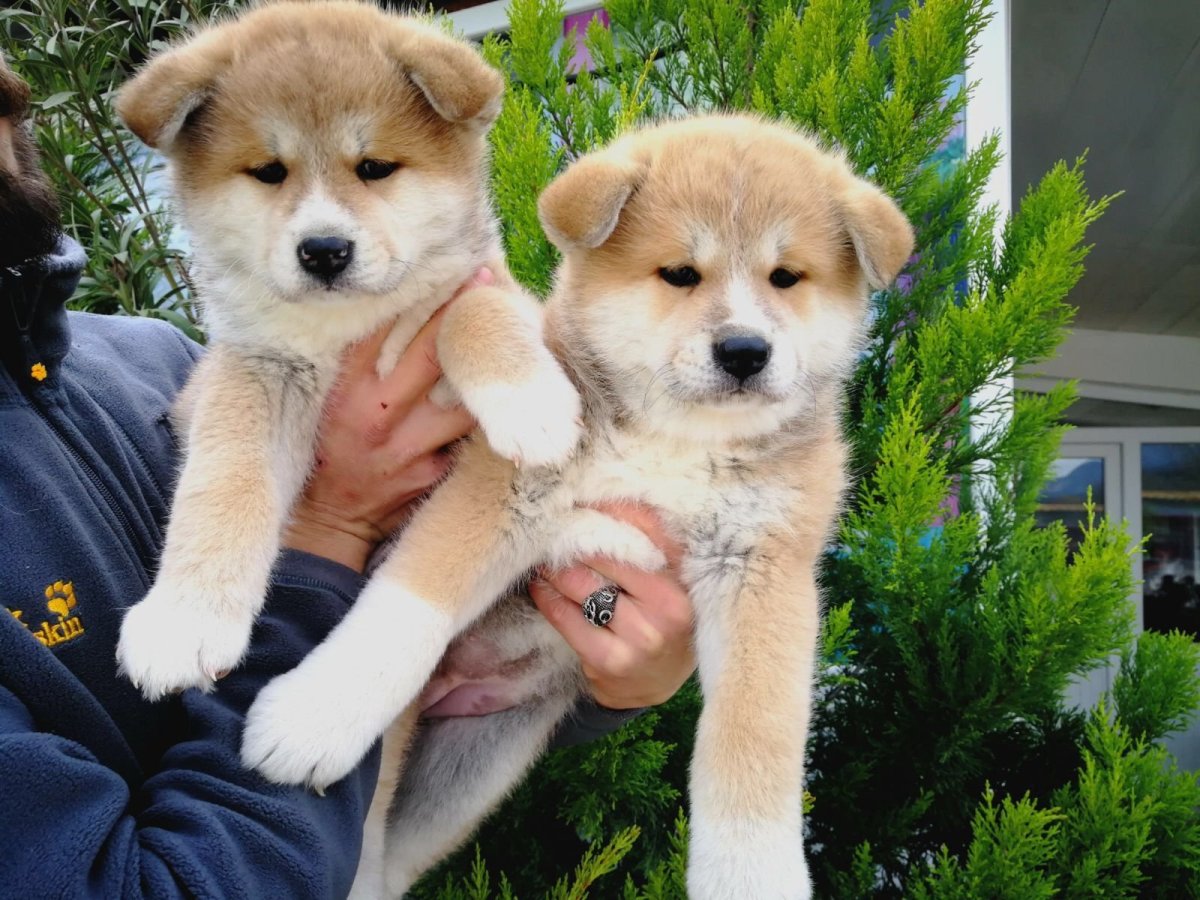 Акита ину и золотистый ретривер