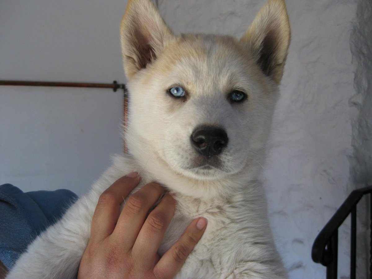 Метис хаски и акиты