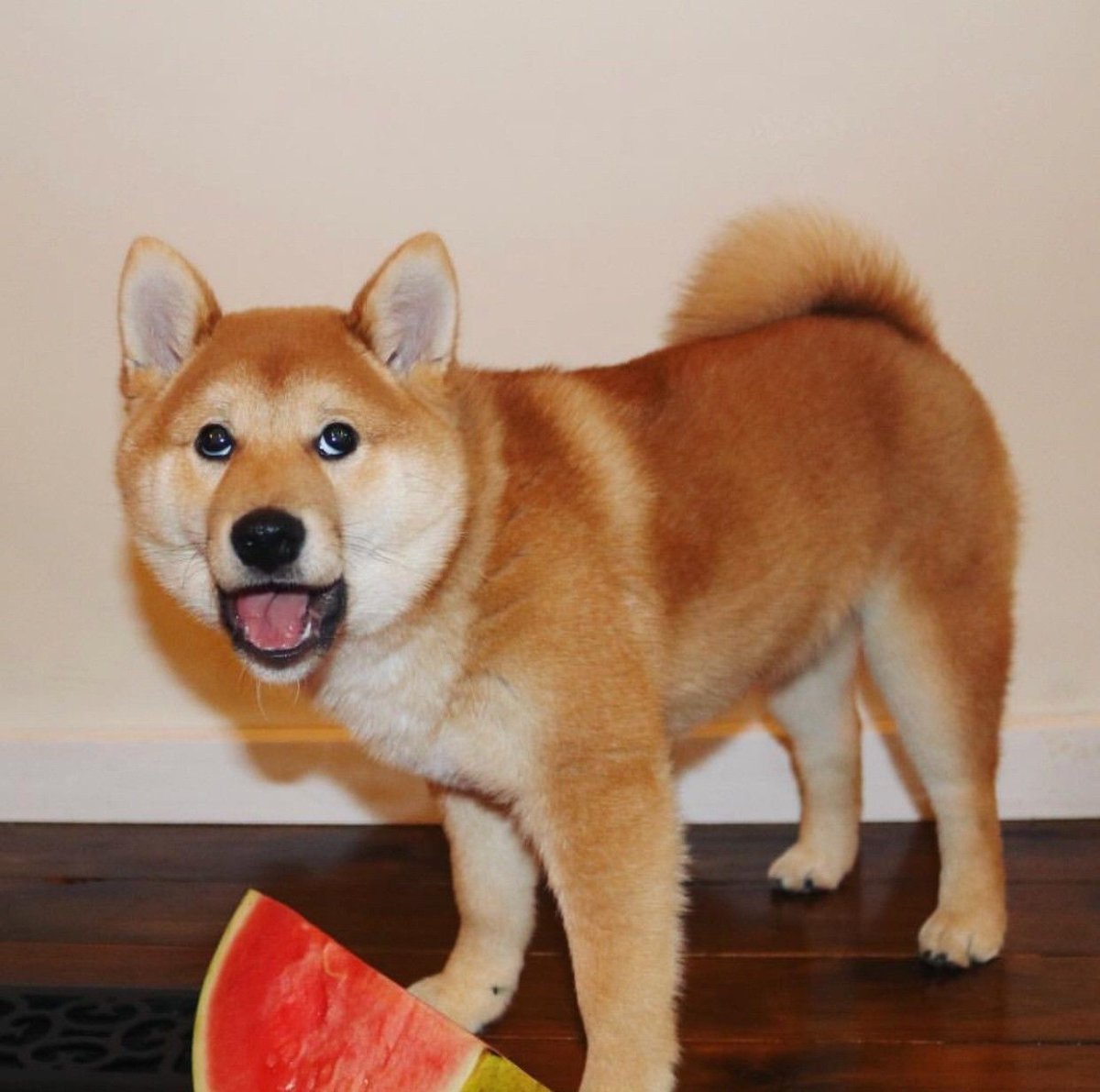 Акита-ину и сиба-ину