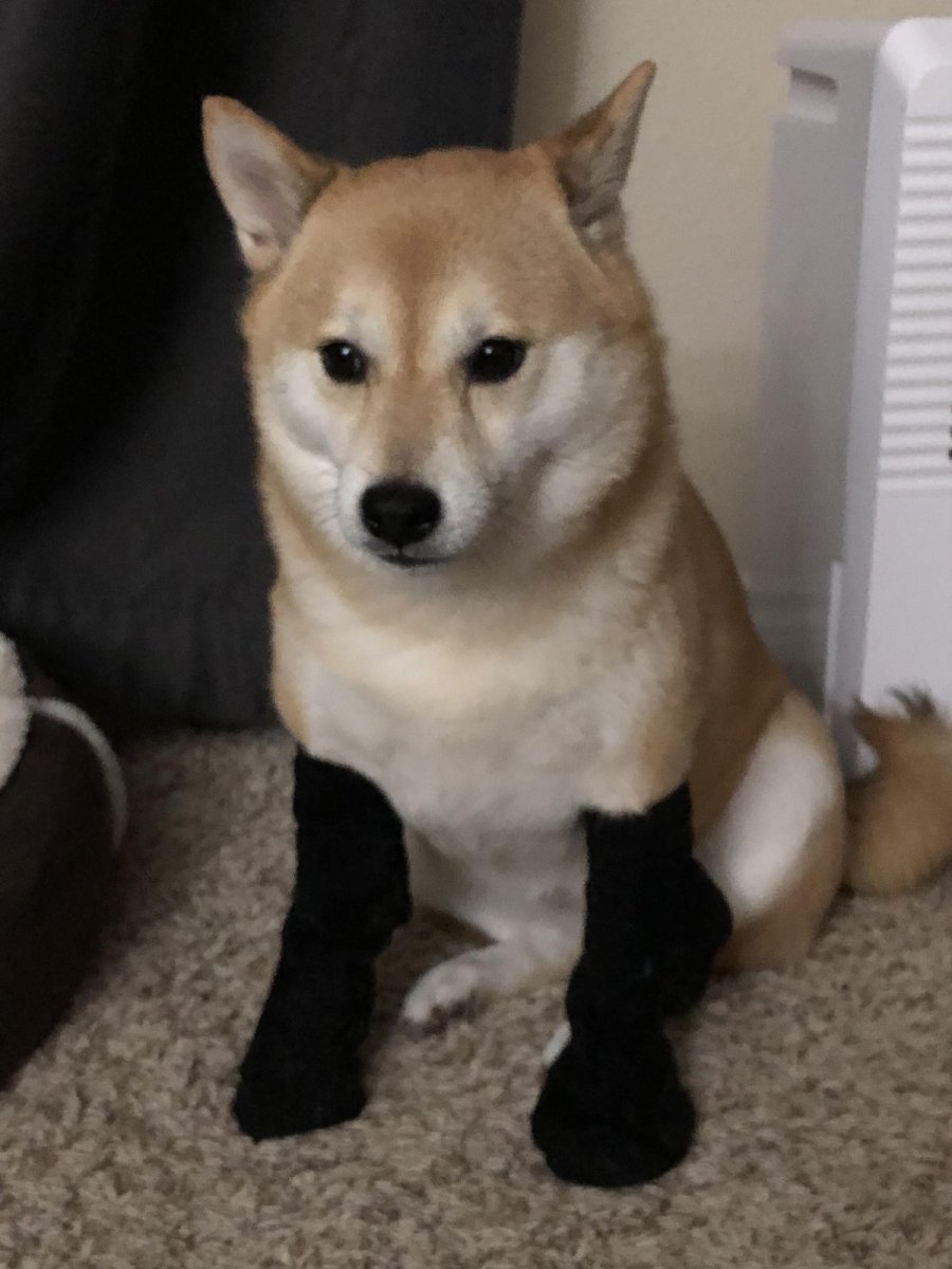 Додзе сиба ину