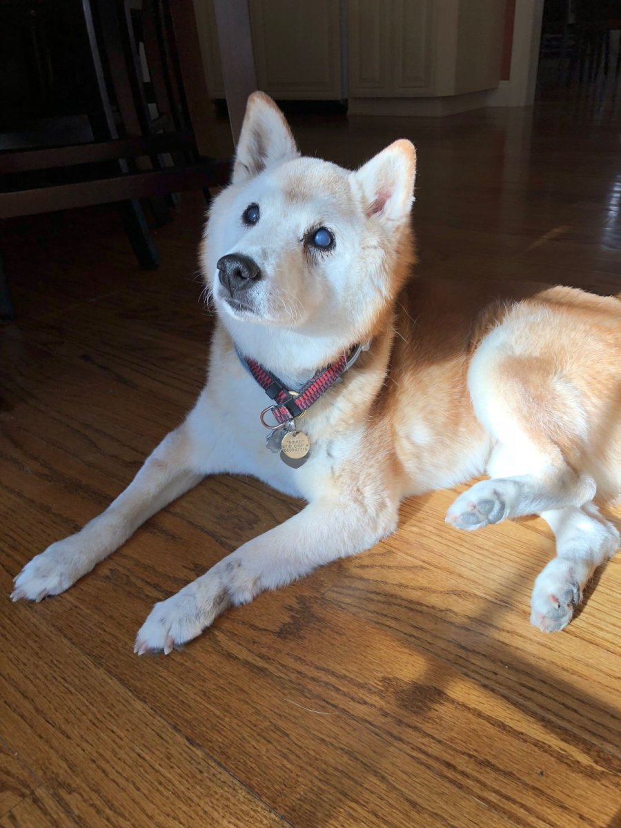 Помесь хаски и сиба ину