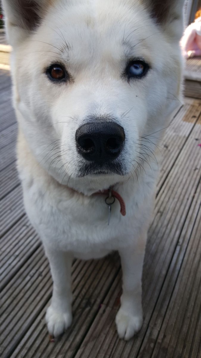 Сиба ину длинношерстная