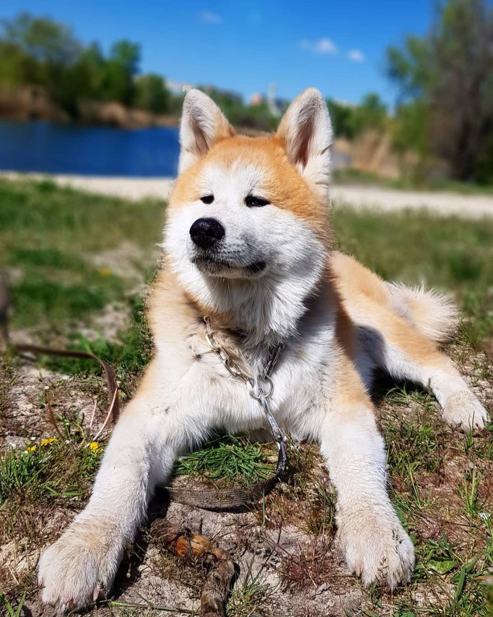 Помесь акиты и хаски
