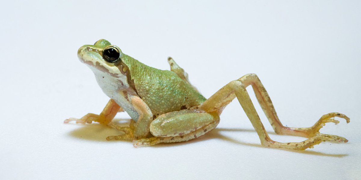 Червь-трематода из рода Ribeiroia