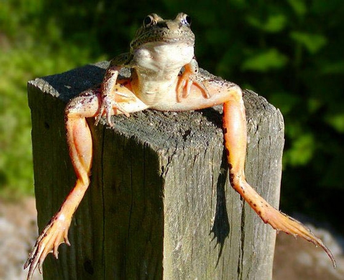 Лягушка с растопыренными лапами