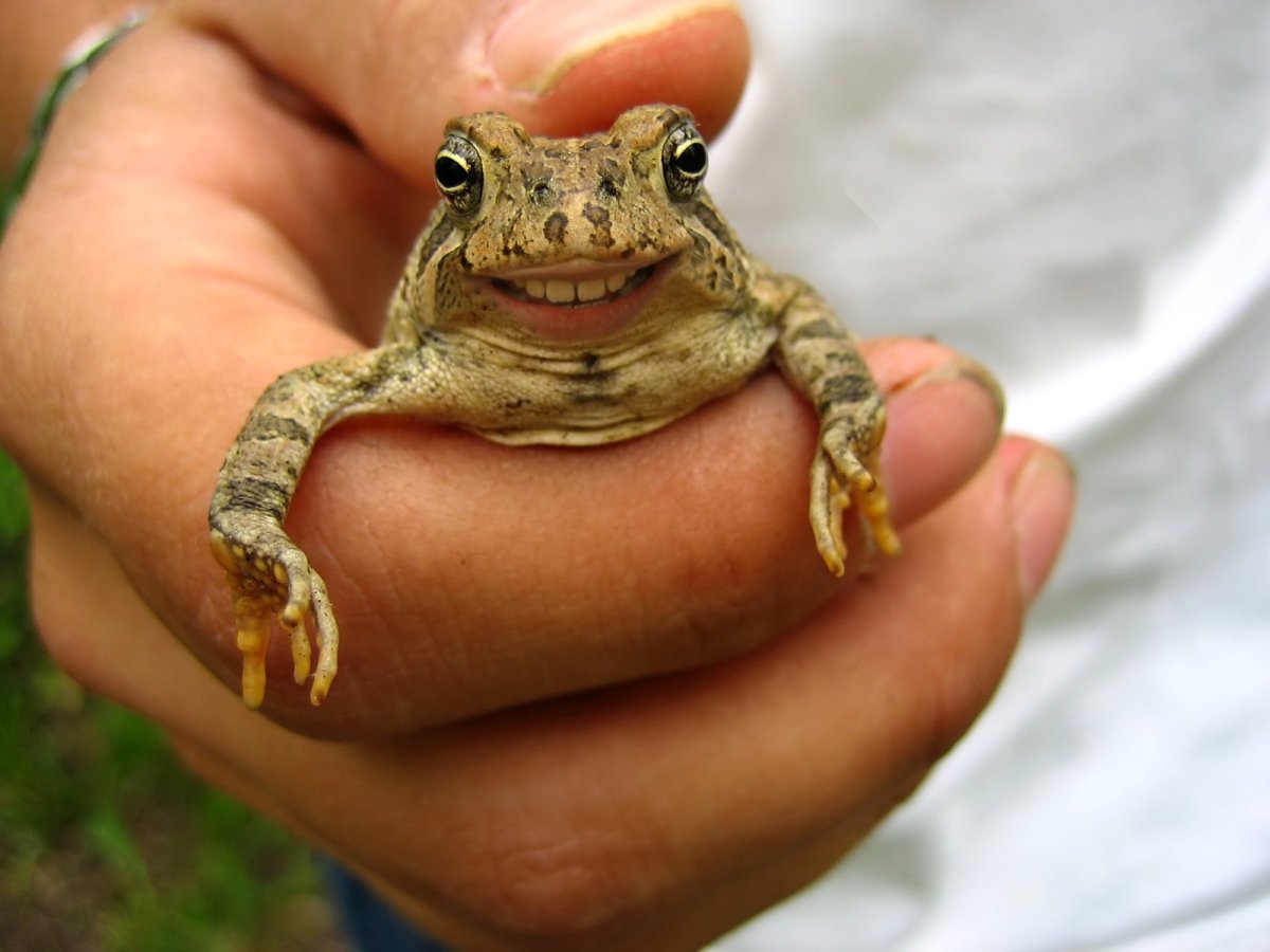 Жаба на ладони