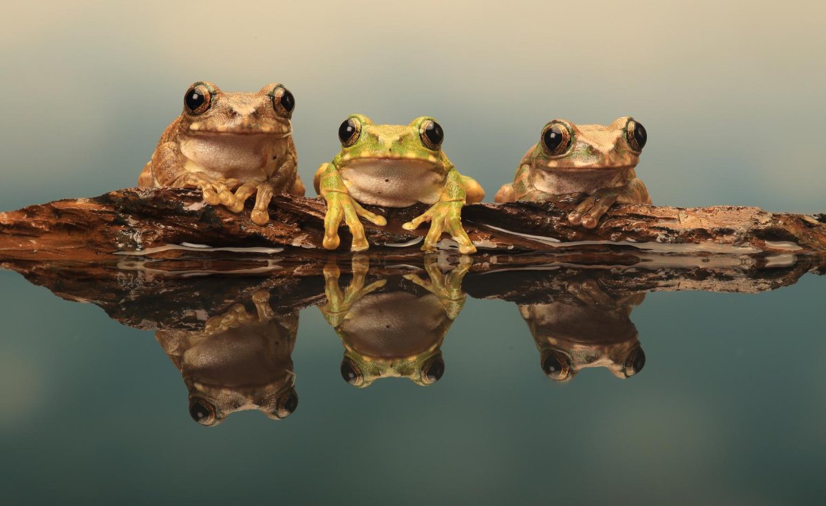 Куча лягушек