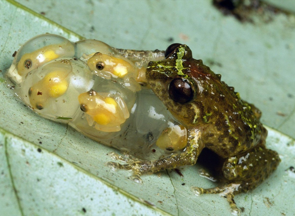 Рогатая сумчатая квакша головастики