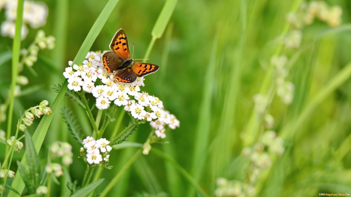 Бабочки на лугу с цветами.