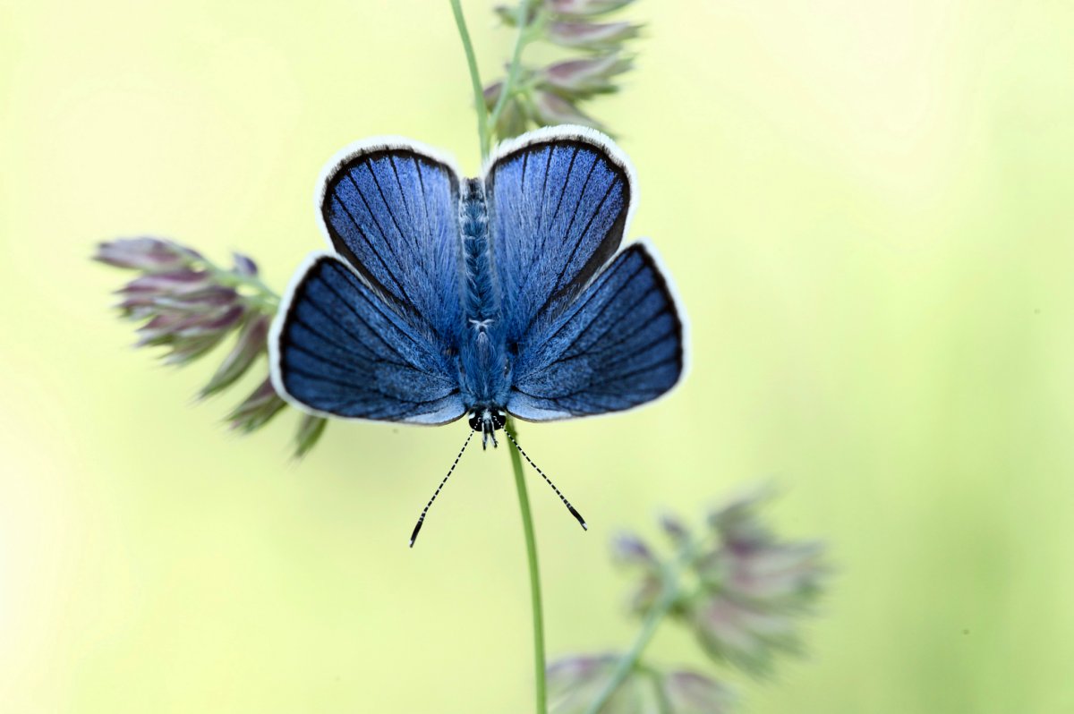 Чешуекрылые Крылья