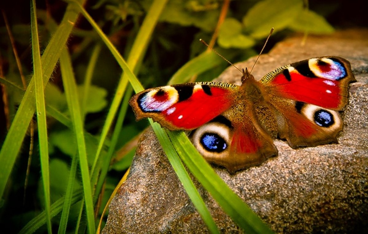 Природа животные насекомые