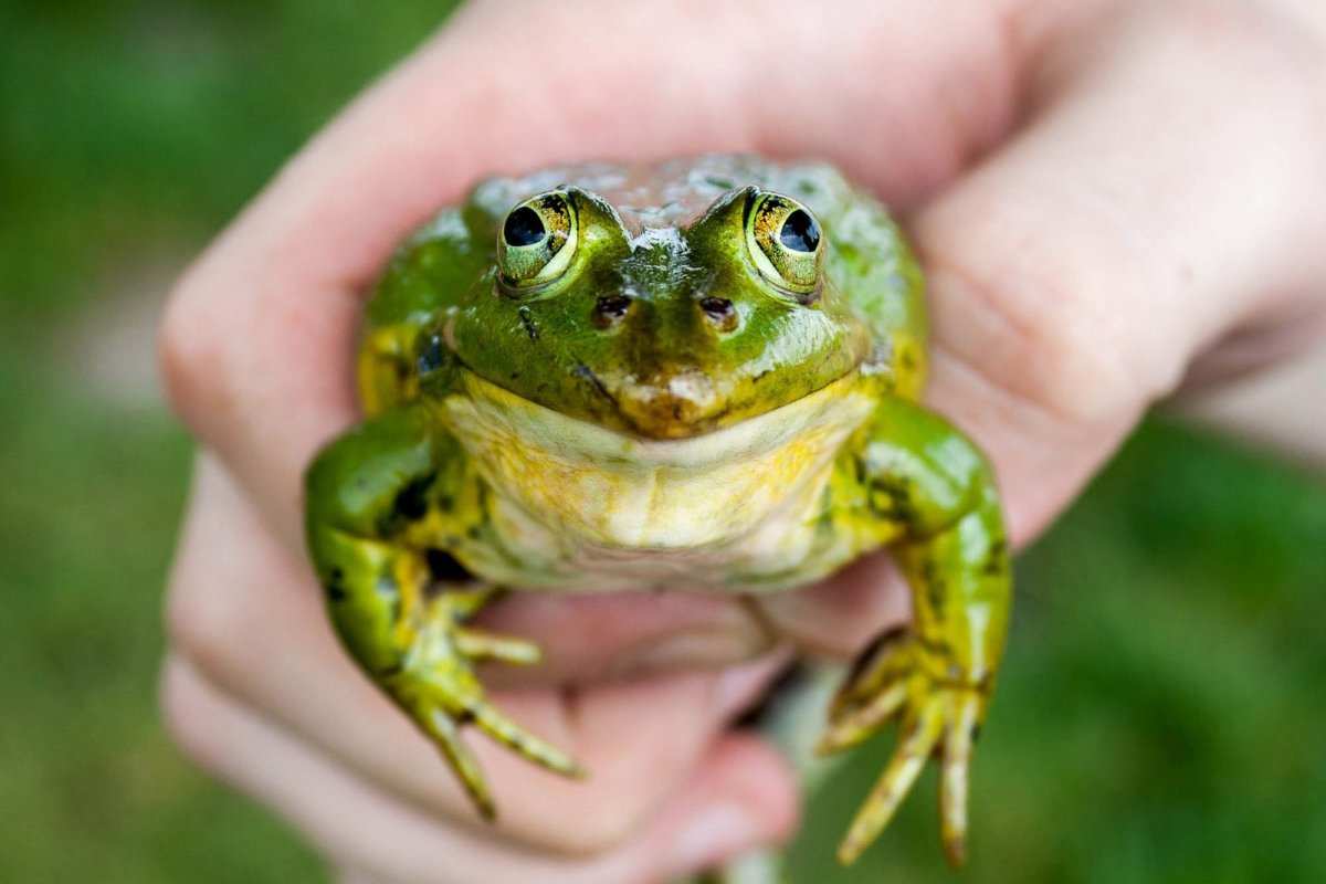 Тиддалик лягушка