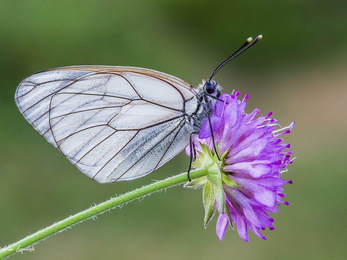 Бабочка Белянка боярышница
