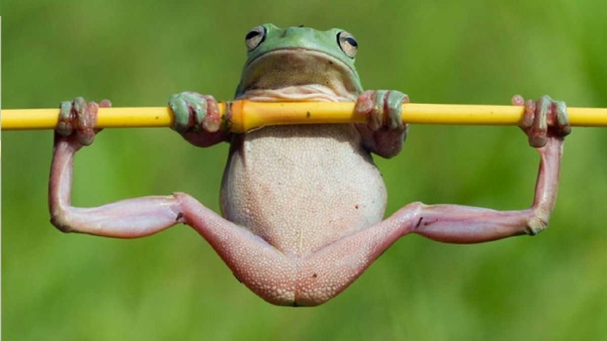 Смешные лягушки