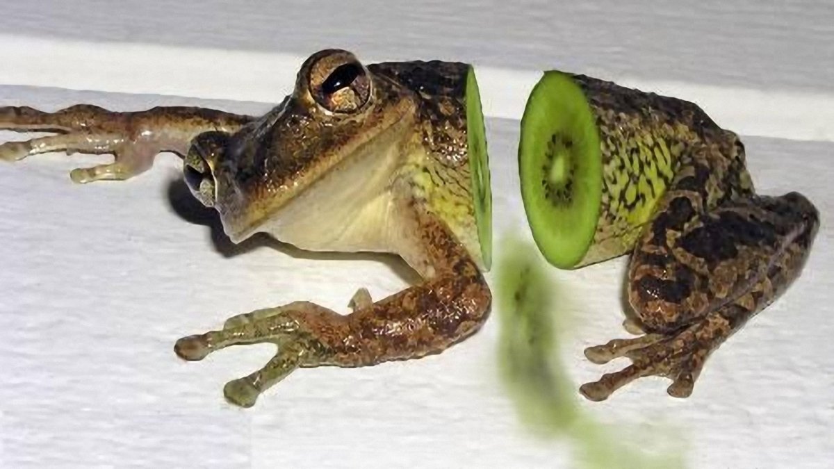 Лягушка в шляпке