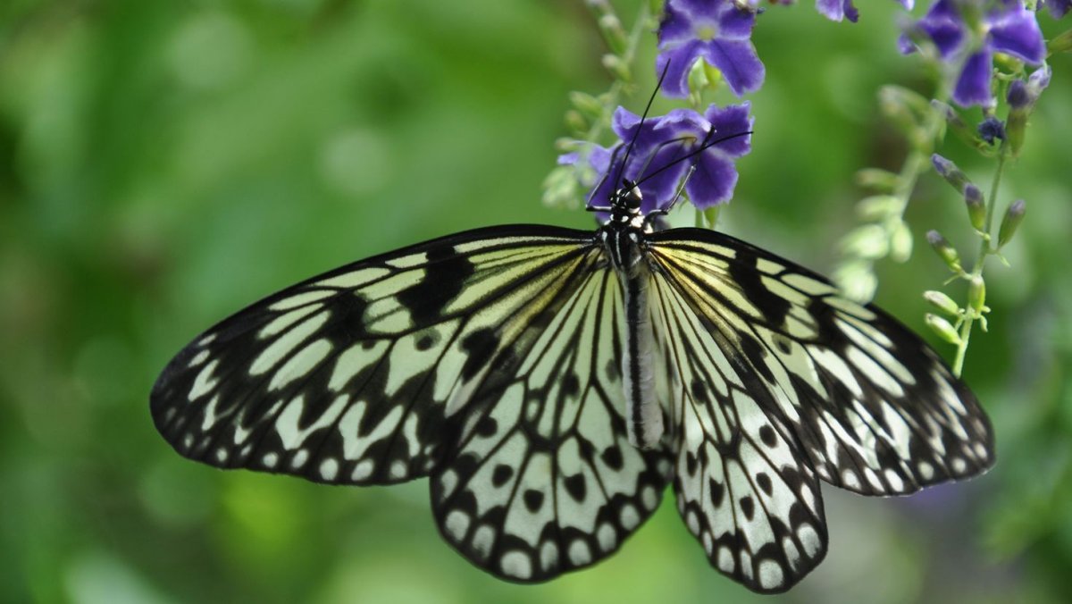 Бабочка 1920 годов