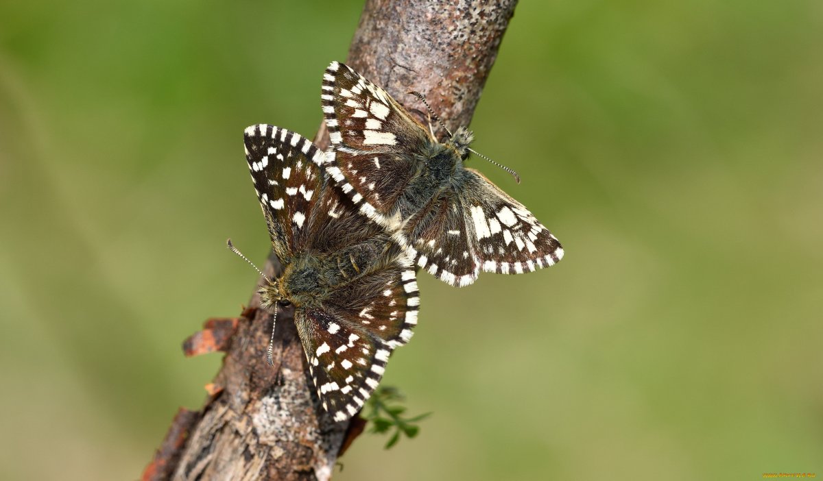 Гаррисон (1920) бабочки