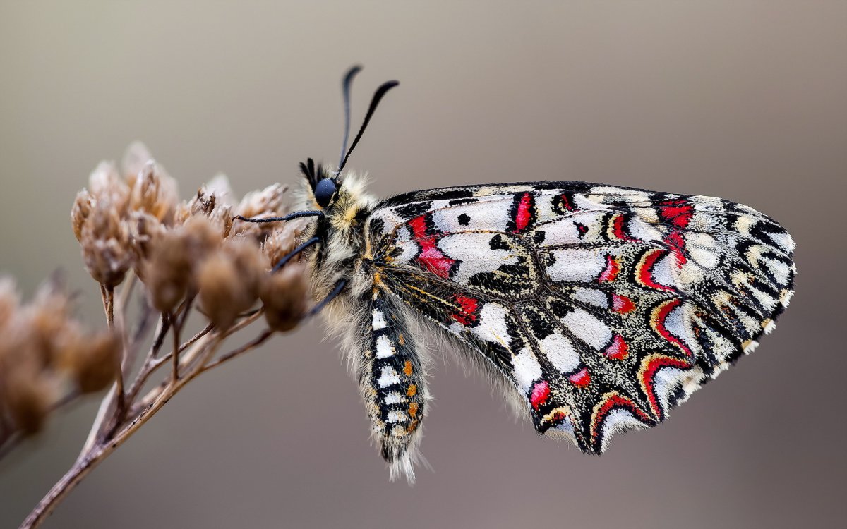 Зеринтия Румина