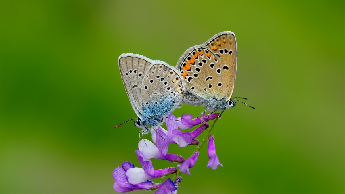 Polyommatus Amandus